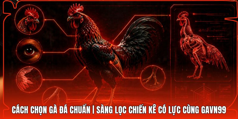 Cách Chọn Gà Đá Chuẩn | Sàng Lọc Chiến Kê Có Lực Cùng Gavn99