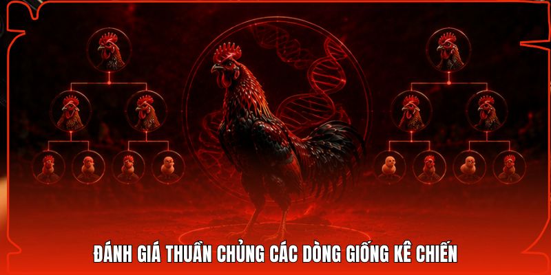 Đánh giá thuần chủng các dòng giống kê chiến