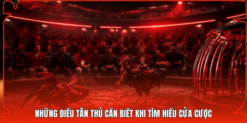 Những điều tân thủ cần biết khi tìm hiểu cửa cược
