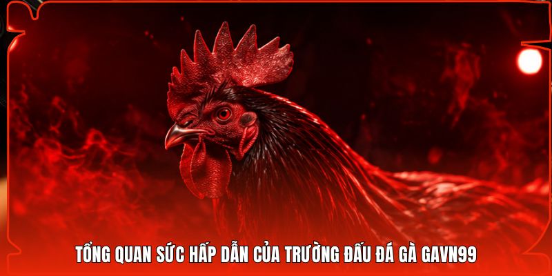 Tổng quan sức hấp dẫn của trường đấu đá gà Gavn99